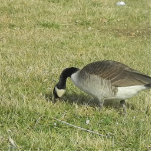 een ganzenvoeding. staand fotobeeldje<br><div class="desc">een gans die door het gras geworteld wordt voor voedsel .</div>