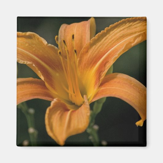 Een Garden Delight Magnet (Voorkant)
