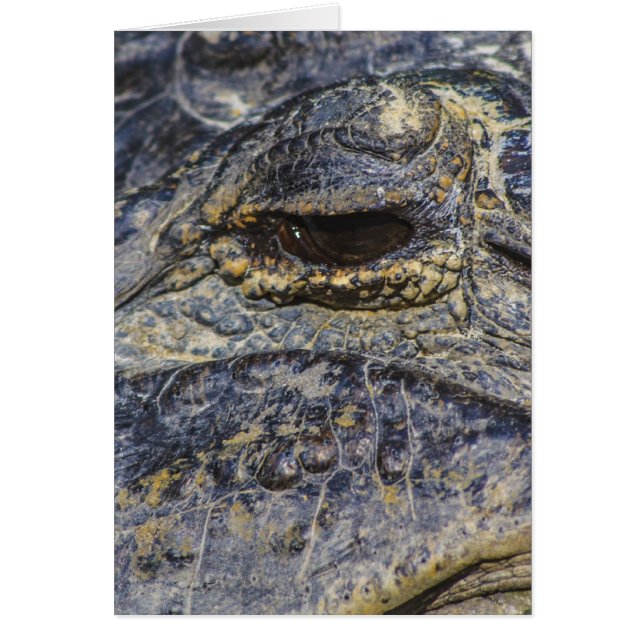 Een gatoroog (Voorkant)