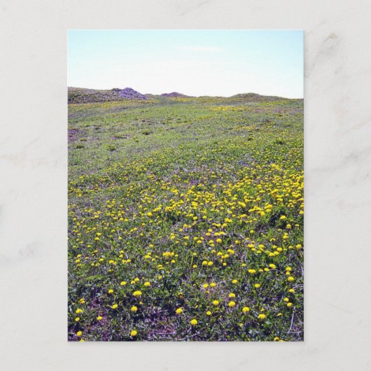 Een gebied van het Briefkaart van Dandelions (Voorkant)