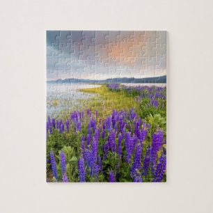 Een gebied van Lupine-wilde bloemen op de Noordkus Legpuzzel