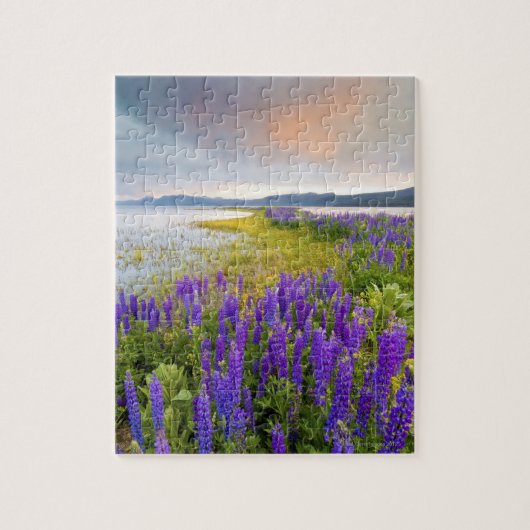 Een gebied van Lupine-wilde bloemen op de Noordkus Legpuzzel (Verticaal)