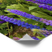 Een gebied van Lupine-wilde bloemen op de Noordkus Poster (Hoek)