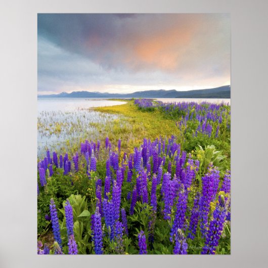 Een gebied van Lupine-wilde bloemen op de Noordkus Poster (Voorkant)