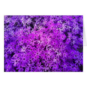 Een gebied van Paarse en roze dagen