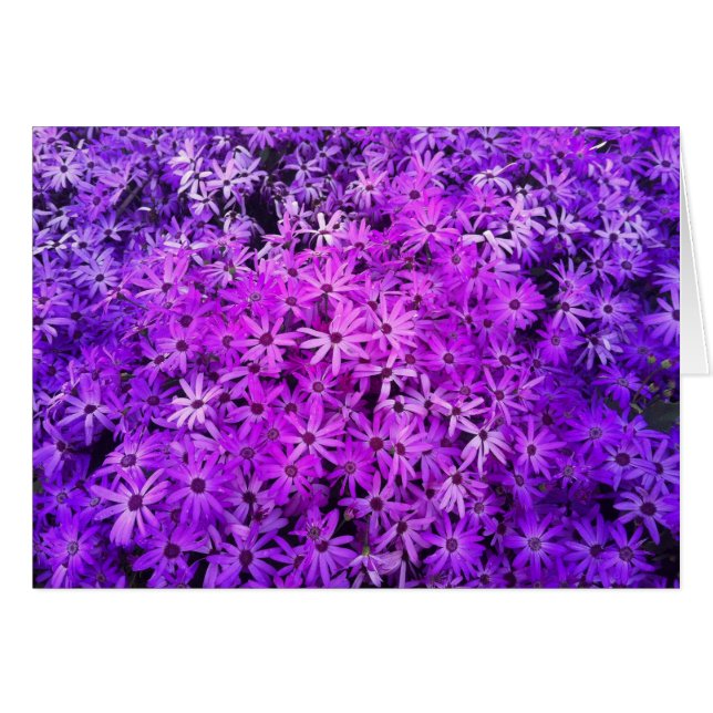 Een gebied van Paarse en roze dagen (Voorkant Horizontaal)