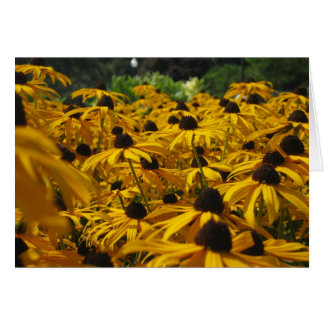 Een gebied van Susies