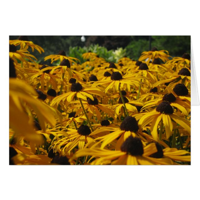 Een gebied van Susies (Voorkant Horizontaal)