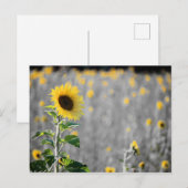 Een gebied van zonnebloemen in zwart-wit briefkaart (Voorkant / Achterkant)