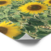 een gebied van zonnebloemen poster (Hoek)