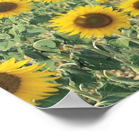 een gebied van zonnebloemen poster (Hoek)
