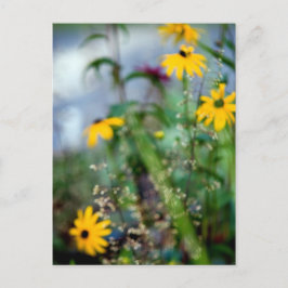 Een gebrek aan focus Black-eyed Susans Briefkaart