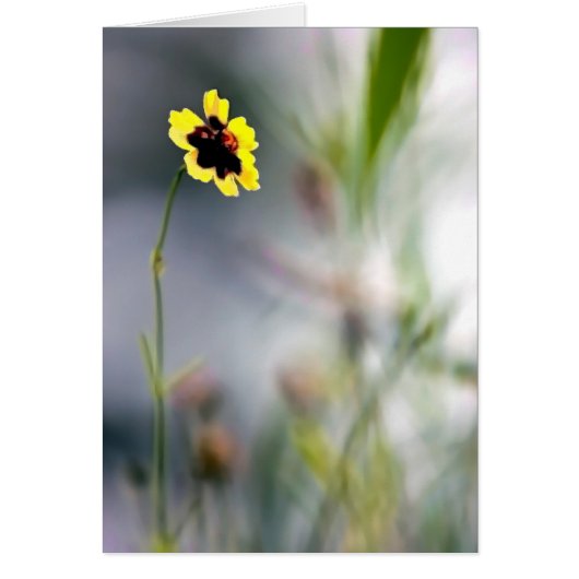 Een gebrek aan Focus-Single Blossom (Voorkant)