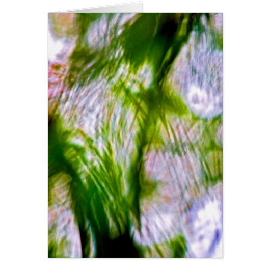Een gebrek aan focus-Willow (Voorkant)