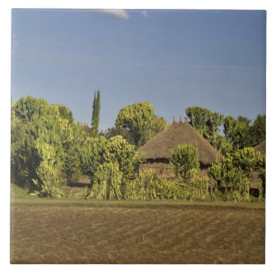 Een gecultiveerd veld voor rieten daken huizen tegeltje