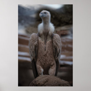 Een gedetailleerd Griffon gierportret Poster