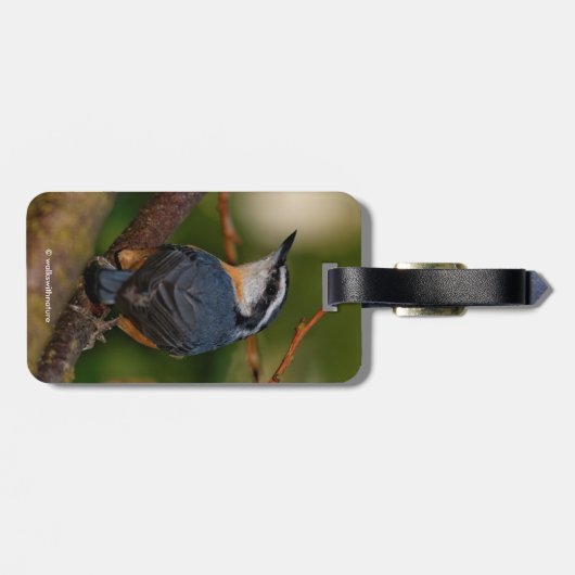 Een gedurfde rood-borst nuthatch bagagelabel (Achterkant horizontaal)
