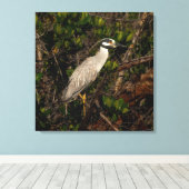 Een geel gekroonde nachtreiger canvas afdruk (Insitu (Houten vloer))