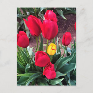 Eén geel met rode tulpen briefkaart