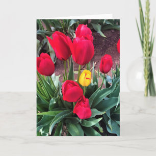Eén geel met rode tulpen kaart