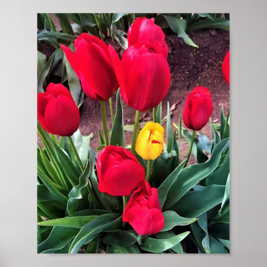 Eén geel met rode tulpen poster (Voorkant)
