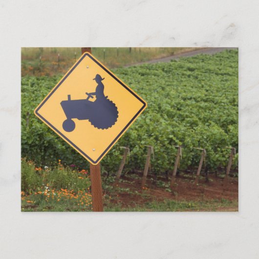 Een geeltrekkruising in de wijngaard briefkaart (Voorkant)