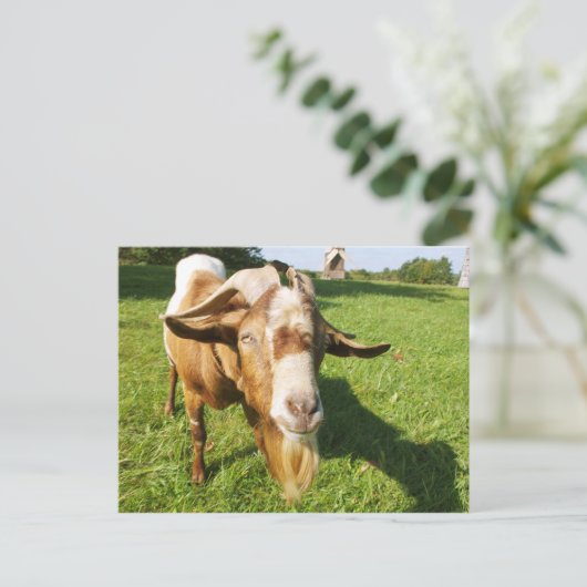 Een geit - briefkaart (Staand voorkant)
