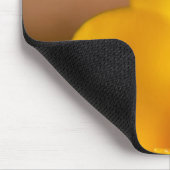 Een gele crocus blooms in Portsmouth, New Muismat (Hoek)