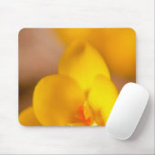 Een gele crocus blooms in Portsmouth, New Muismat (Met muis)