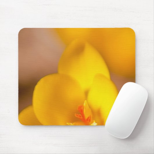 Een gele crocus blooms in Portsmouth, New Muismat (Met muis)