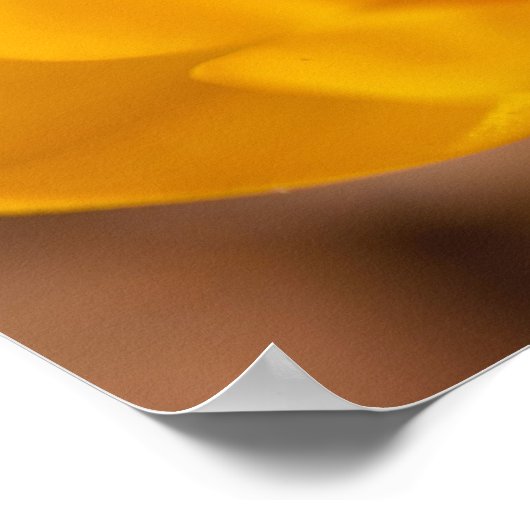 Een gele crocus blooms in Portsmouth, New Poster (Hoek)