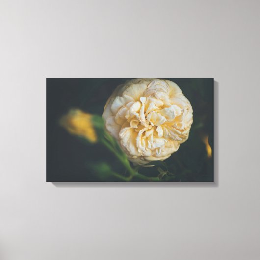 Een gele roos canvas afdruk (Voorkant)