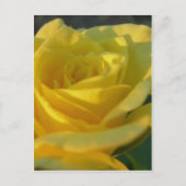 Een gele Rose Briefkaart (Voorkant)