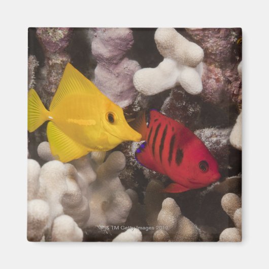 Een gele Tang Magneet (Voorkant)