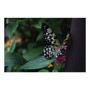 Een gele vlinder op roze bloemen foto afdruk