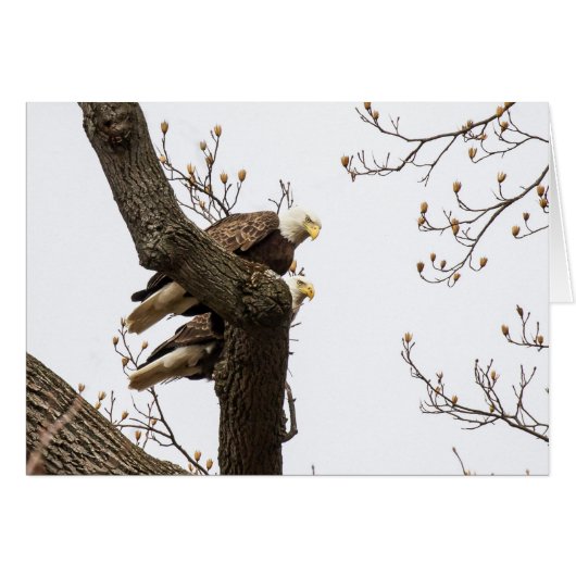 Een gelukkig (?) Eagle Couple (Voorkant Horizontaal)