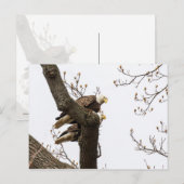Een gelukkig (?) Eagle Couple Briefkaart (Voorkant / Achterkant)