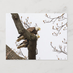 Een gelukkig (?) Eagle Couple Briefkaart