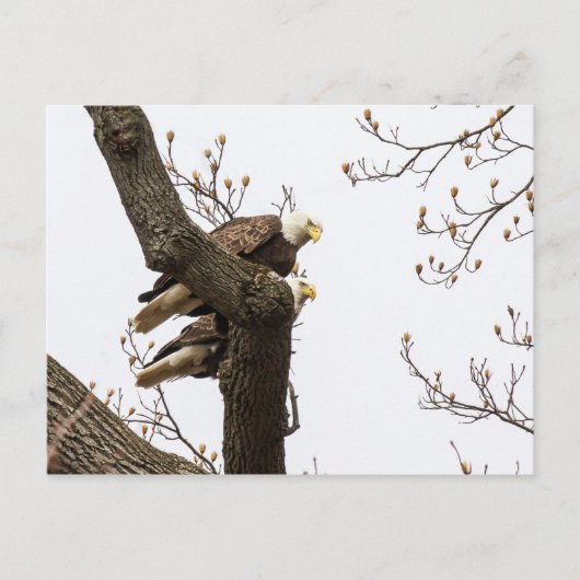 Een gelukkig (?) Eagle Couple Briefkaart (Voorkant)