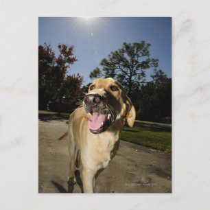 Een gelukkige hond die rondrennen in buiten briefkaart