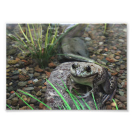 Een gelukkige Kikker Foto Afdruk