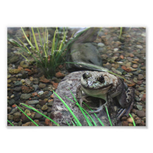 Een gelukkige Kikker Foto Afdruk