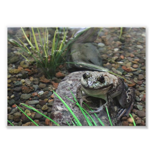 Een gelukkige Kikker Foto Afdruk (Voorkant)