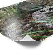 Een gelukkige Kikker Foto Afdruk (Hoek)