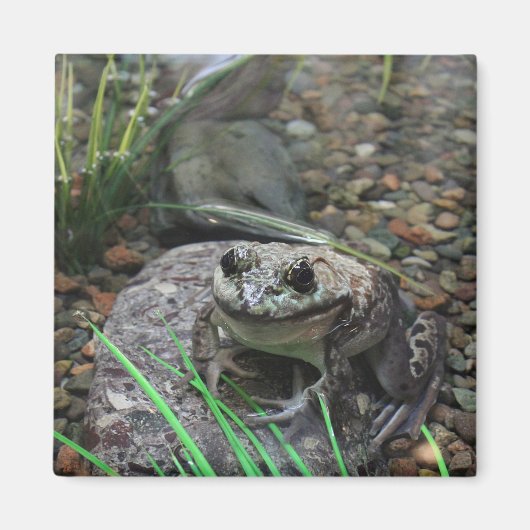 Een gelukkige Kikker Magneet (Voorkant)