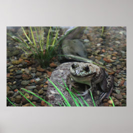 Een gelukkige Kikker Poster