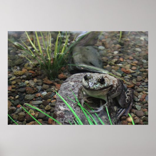 Een gelukkige Kikker Poster (Voorkant)