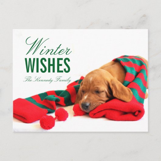 Een gemengde Vizsla puppy Briefkaart (Voorkant)