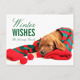 Een gemengde Vizsla puppy Briefkaart