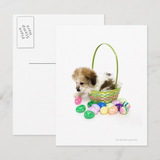 Een gemengde zitting van het rassenpuppy in een feestdagenkaart (Voorkant / Achterkant)